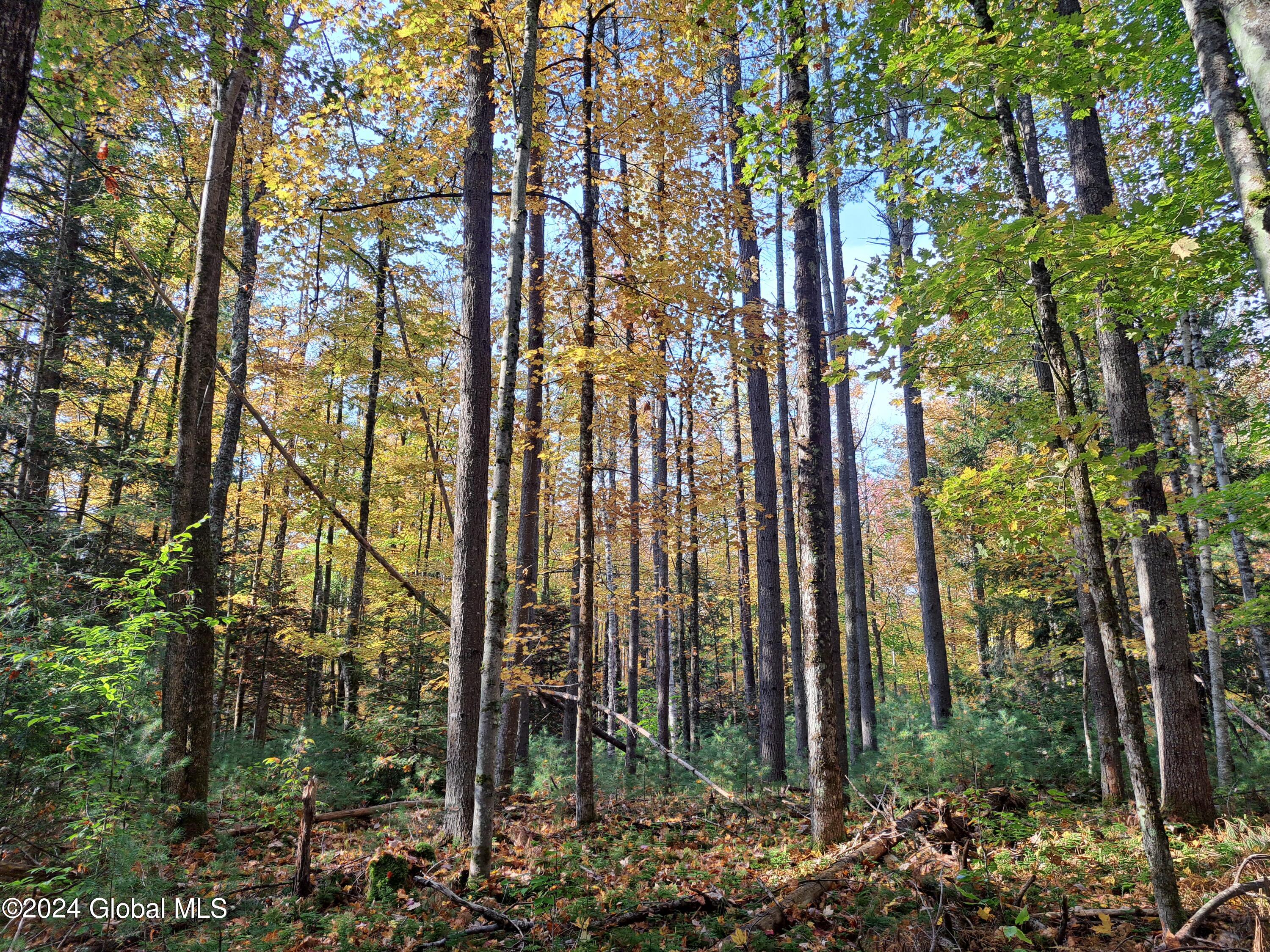 L9 Atateka Road Chestertown, NY 12817 - Photo 23 of 71 24 Mixed Hardwoods