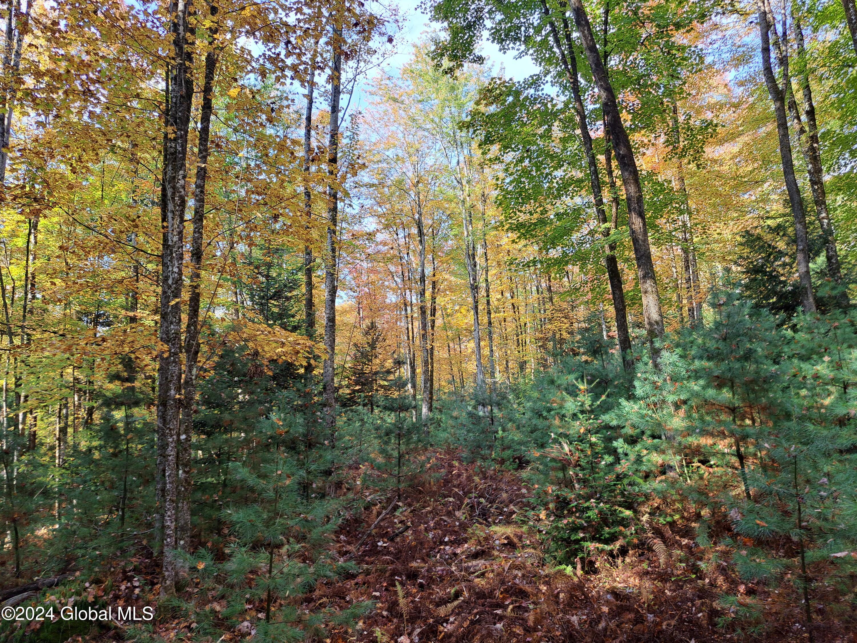 L9 Atateka Road Chestertown, NY 12817 - Photo 24 of 71 25 Pine, Spruce and Hemlock Saplings