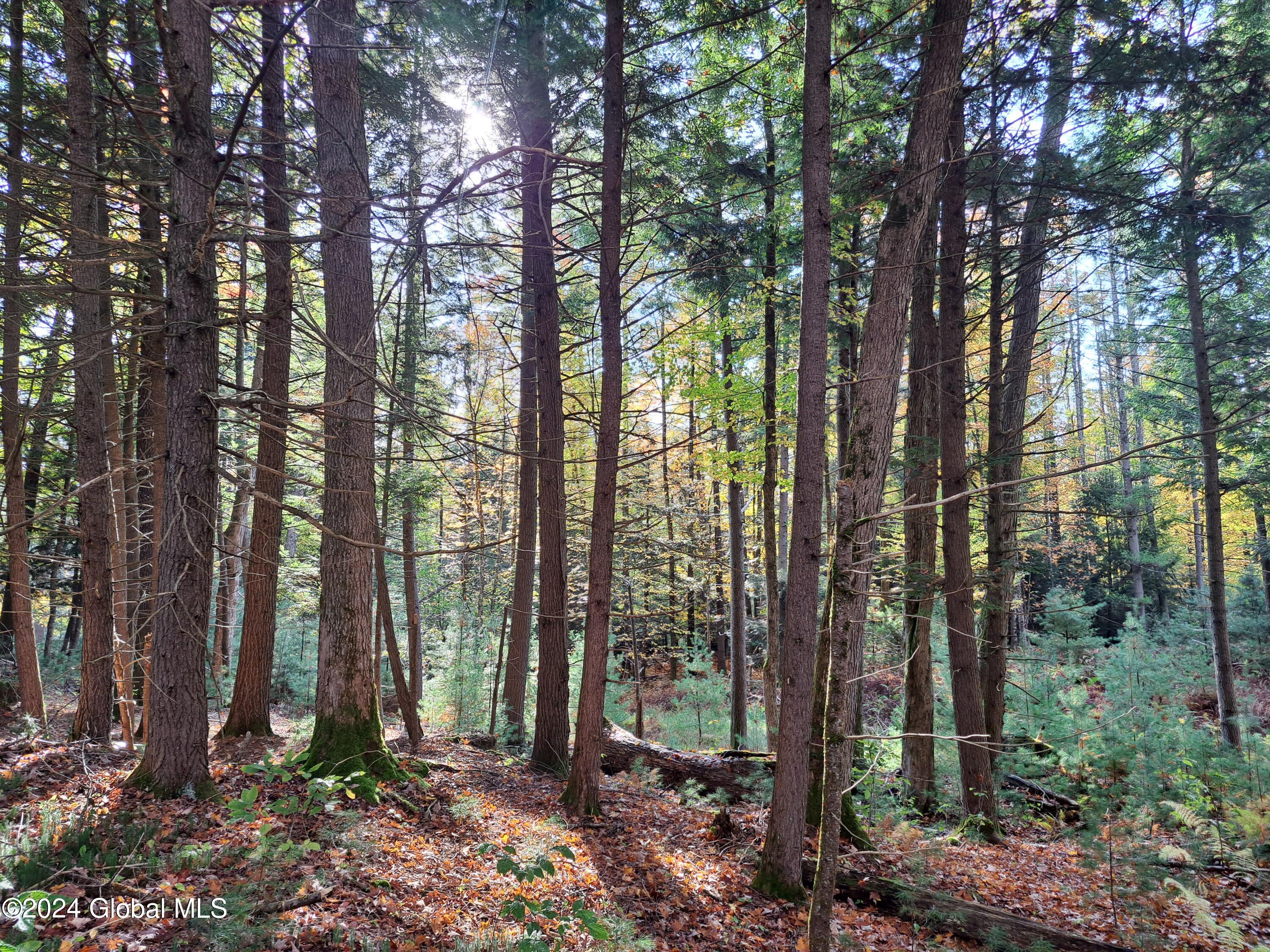 L9 Atateka Road Chestertown, NY 12817 - Photo 25 of 71 26 Hemlock and Hard Maple