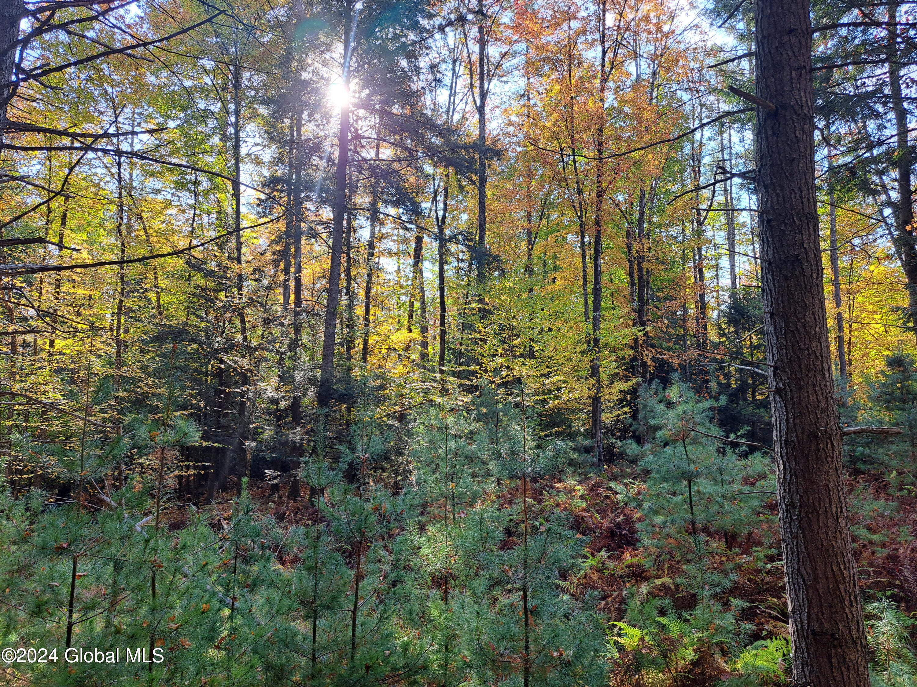 L9 Atateka Road Chestertown, NY 12817 - Photo 27 of 71 28 White Pine Saplings