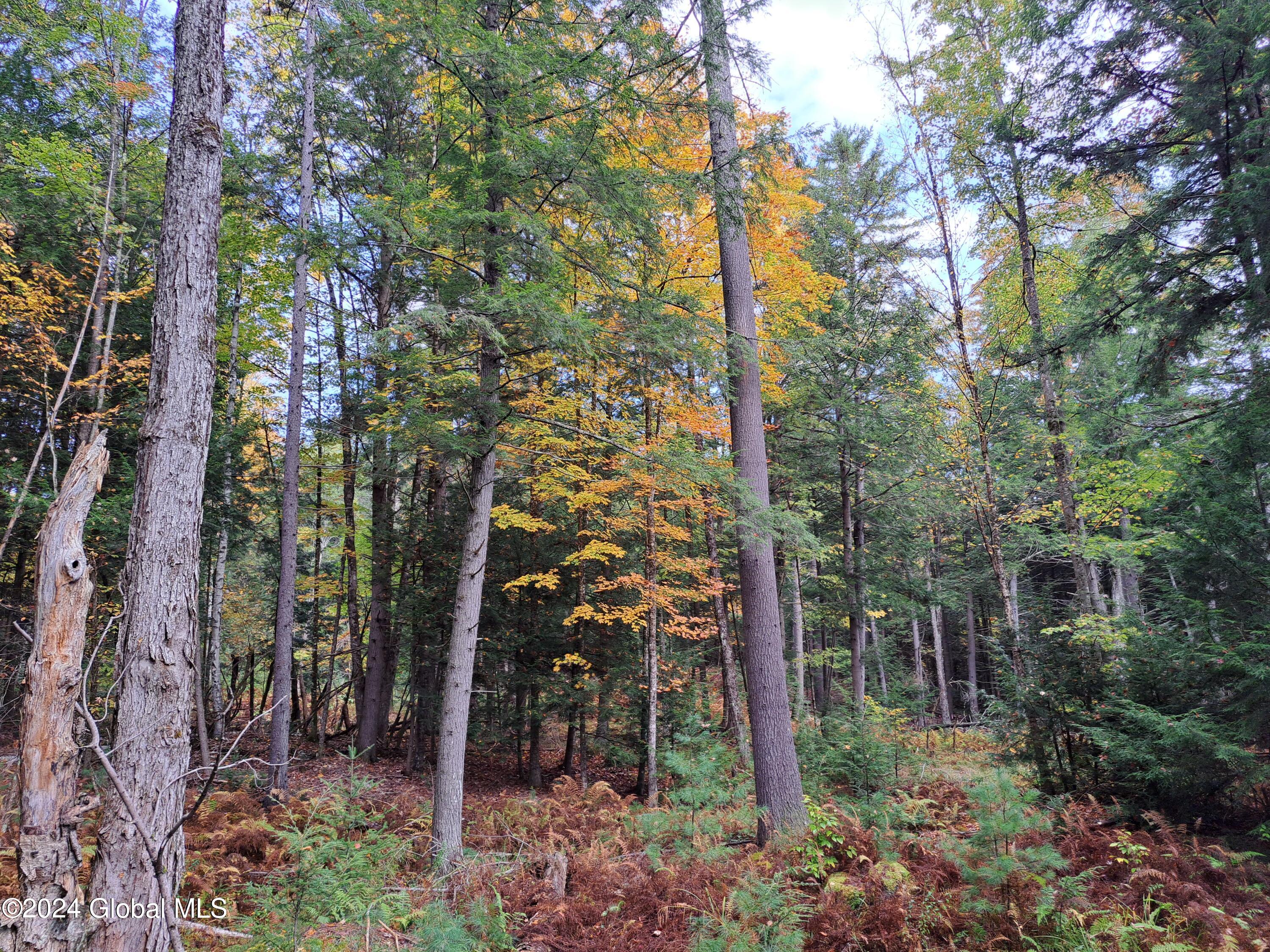 L9 Atateka Road Chestertown, NY 12817 - Photo 29 of 71 30 Mature Maple and Pine