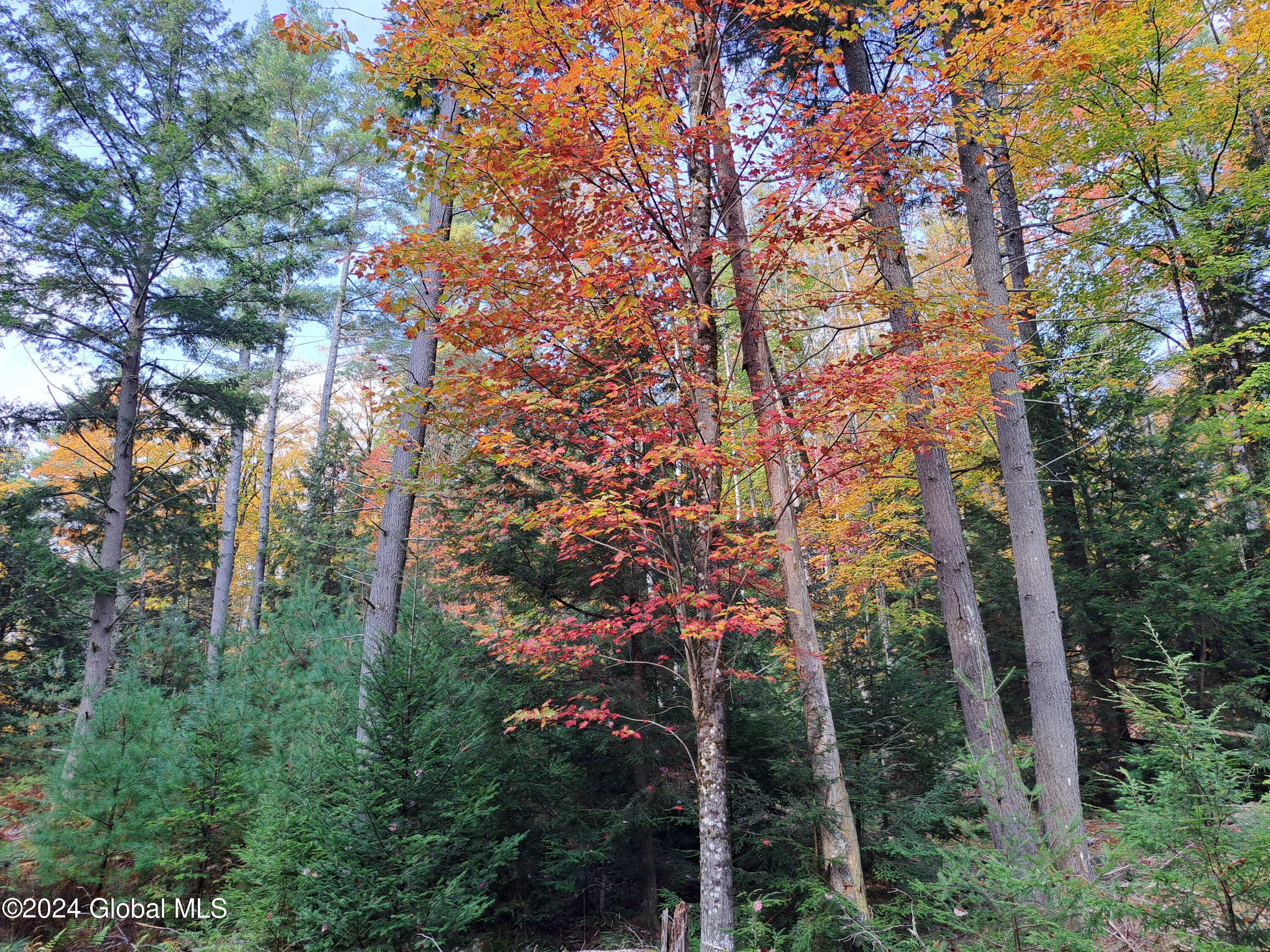 L9 Atateka Road Chestertown, NY 12817 - Photo 33 of 71 34 Red Maple over Spruce, Pine and Hemlo