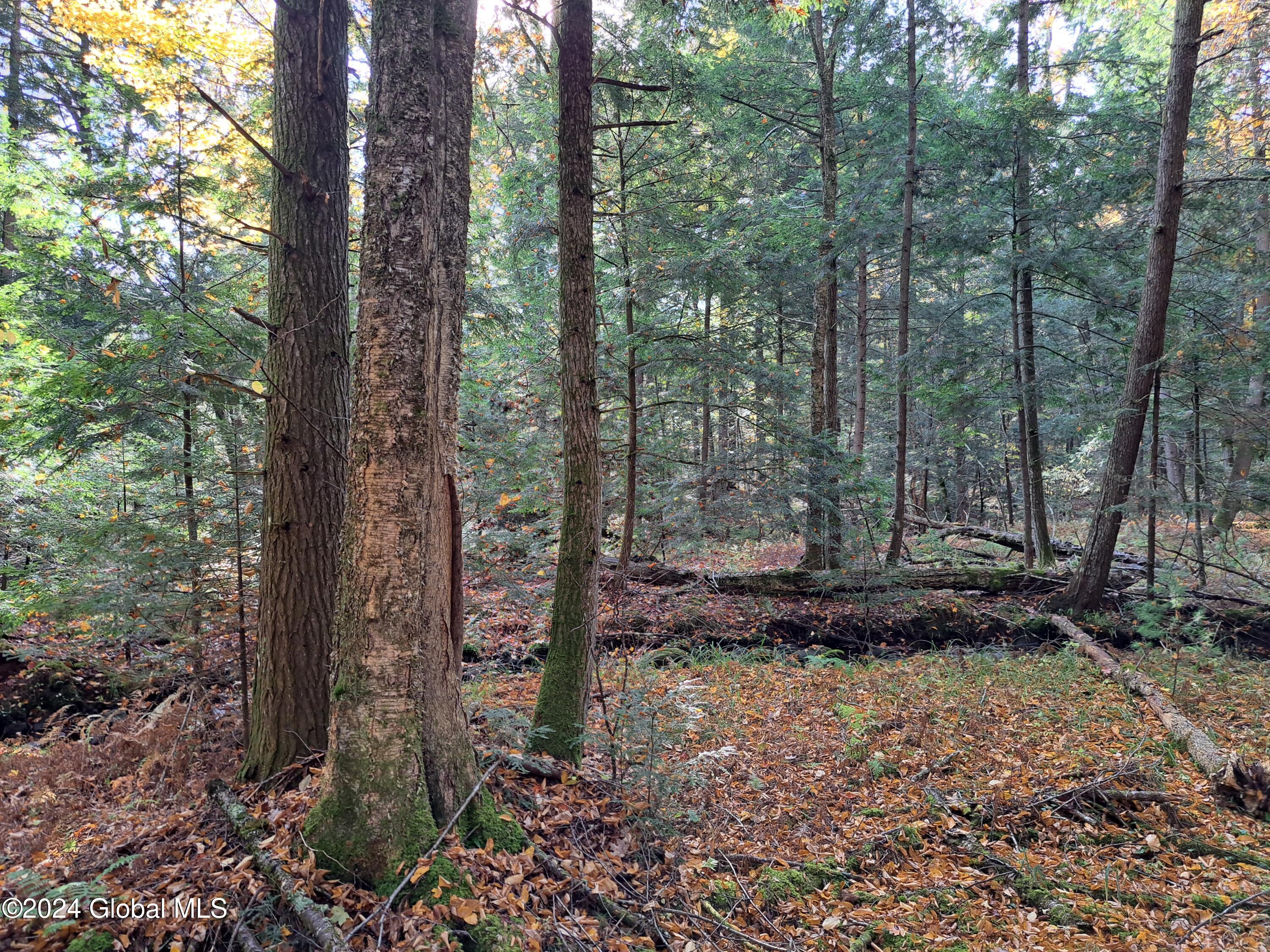 L9 Atateka Road Chestertown, NY 12817 - Photo 37 of 71 38 Yellow Birch and Potter Brook