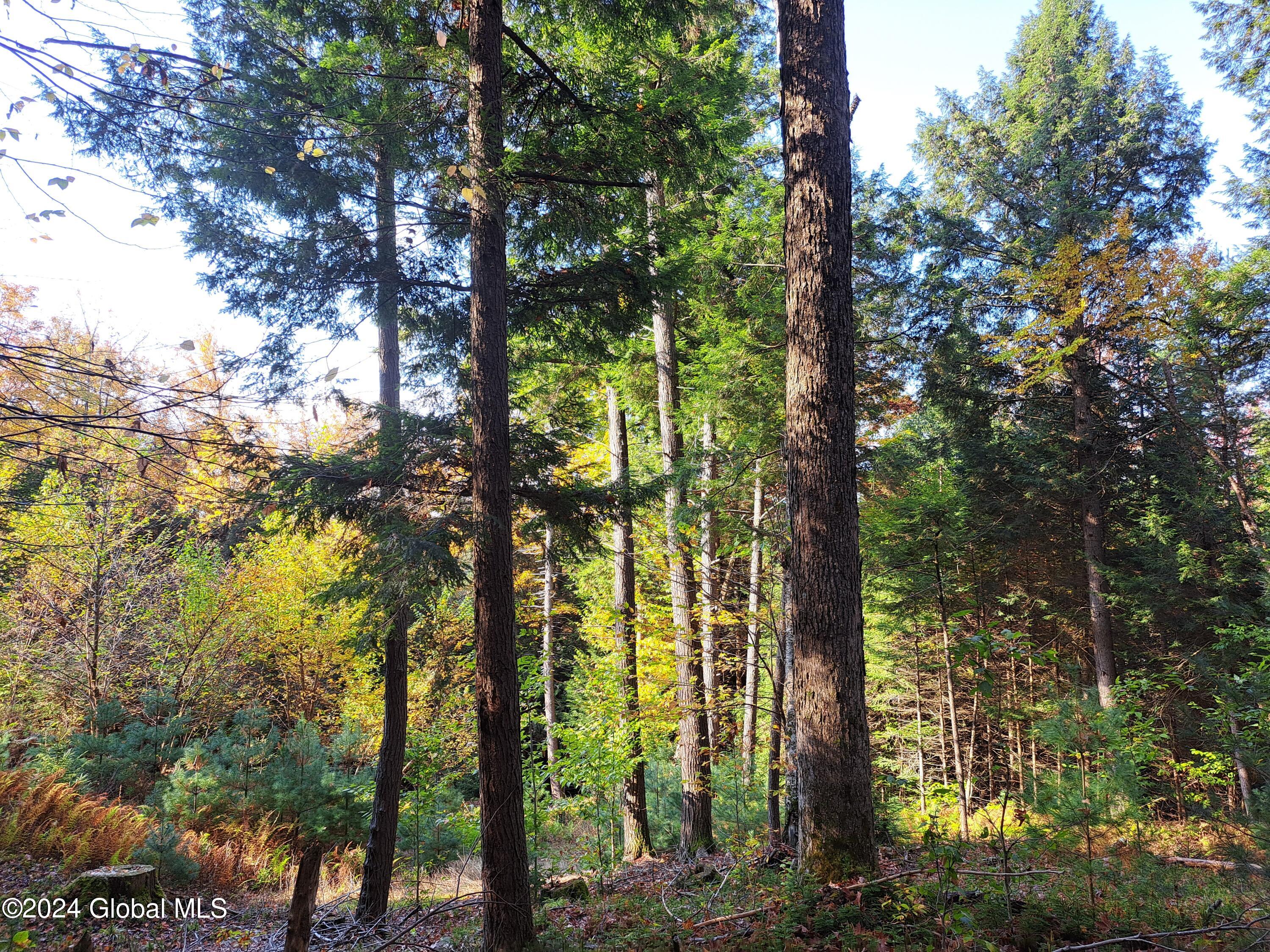 L9 Atateka Road Chestertown, NY 12817 - Photo 51 of 71 52 Mature Hard Maple