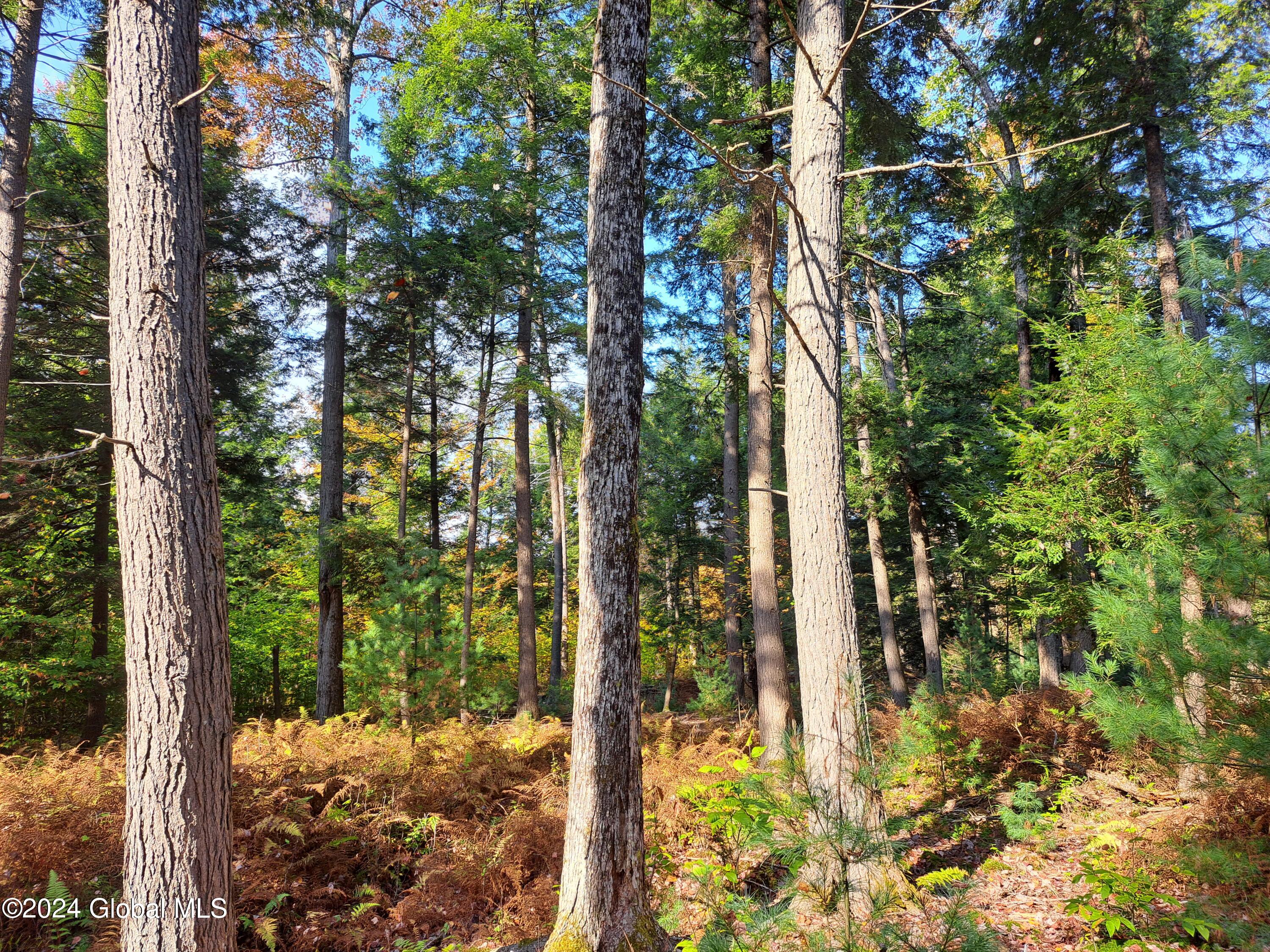 L9 Atateka Road Chestertown, NY 12817 - Photo 52 of 71 53 Hemlocks and Hard Maple