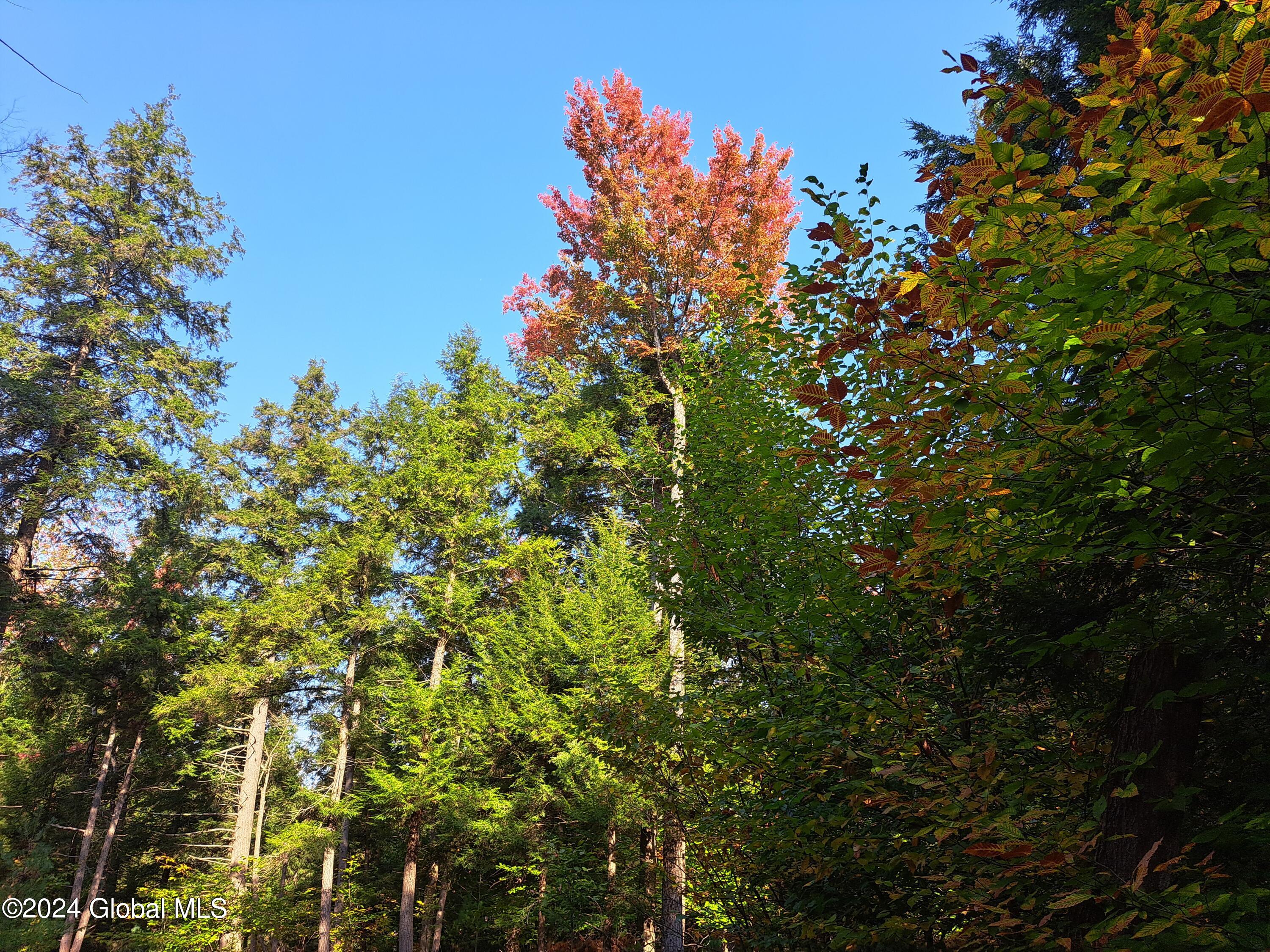 L9 Atateka Road Chestertown, NY 12817 - Photo 54 of 71 55 Red Maple in Fall Color