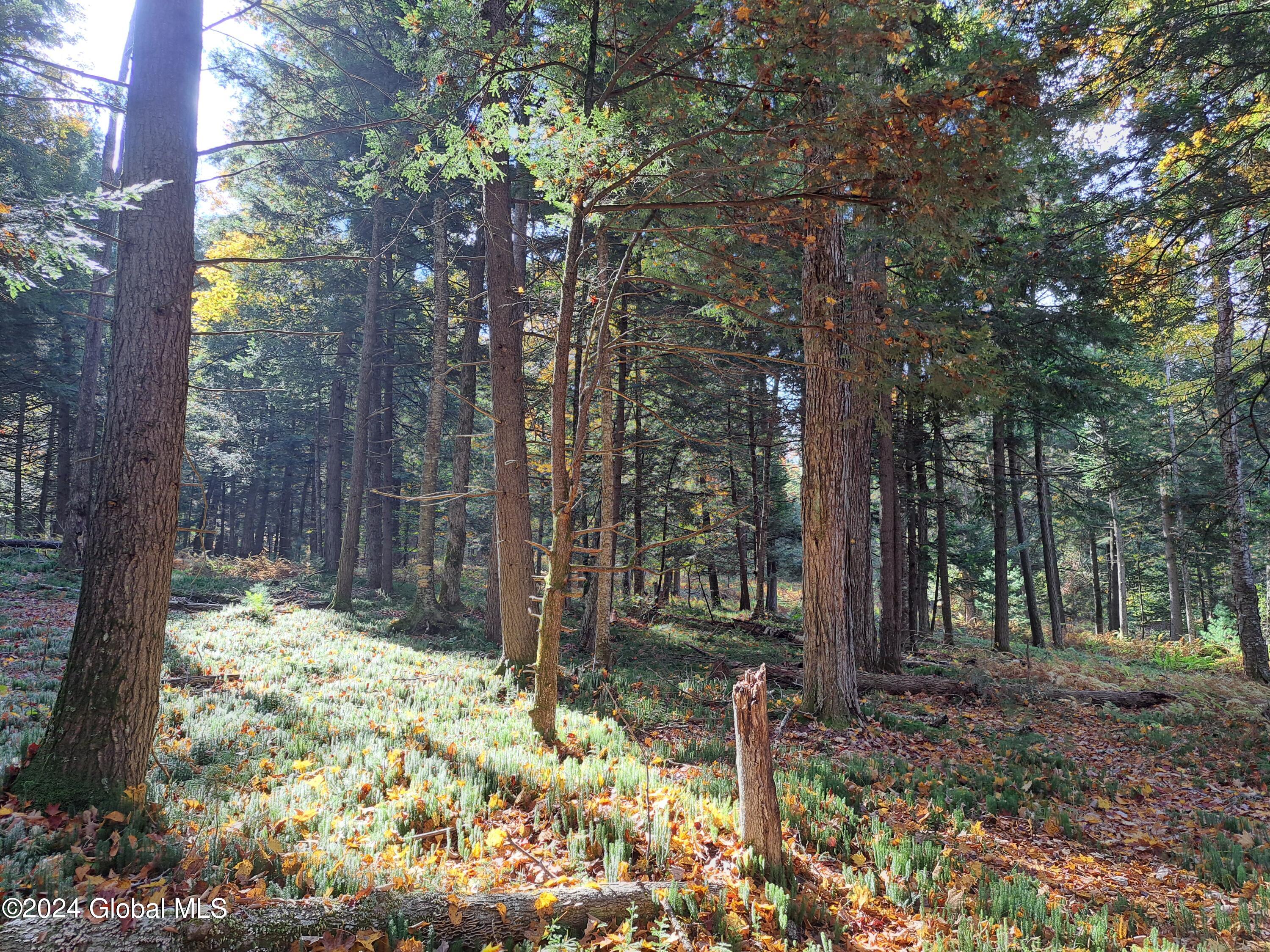 L9 Atateka Road Chestertown, NY 12817 - Photo 60 of 71 61 Clubmoss