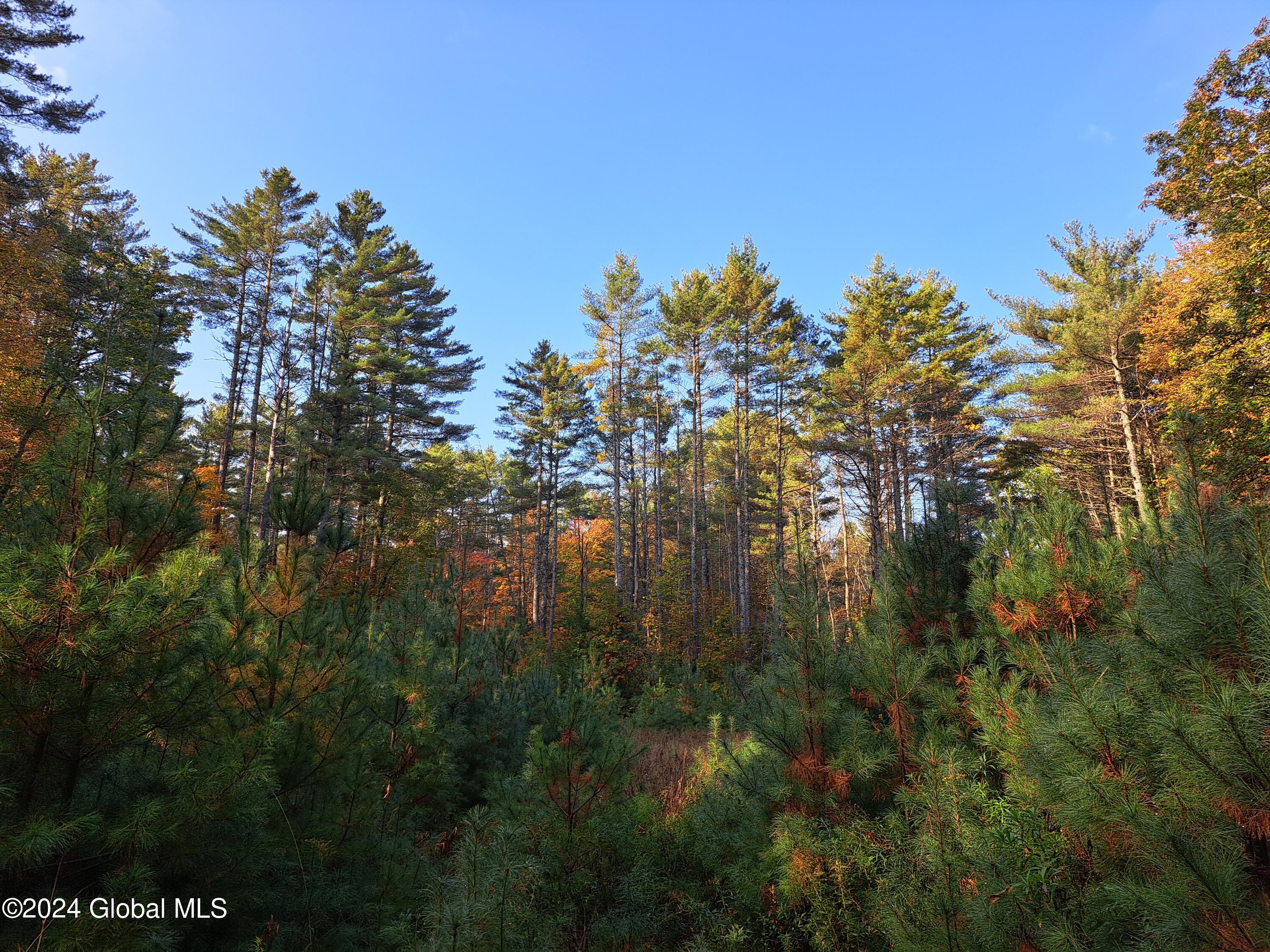 L9 Atateka Road Chestertown, NY 12817 - Photo 6 of 71 07 Mature Pine Log Landing