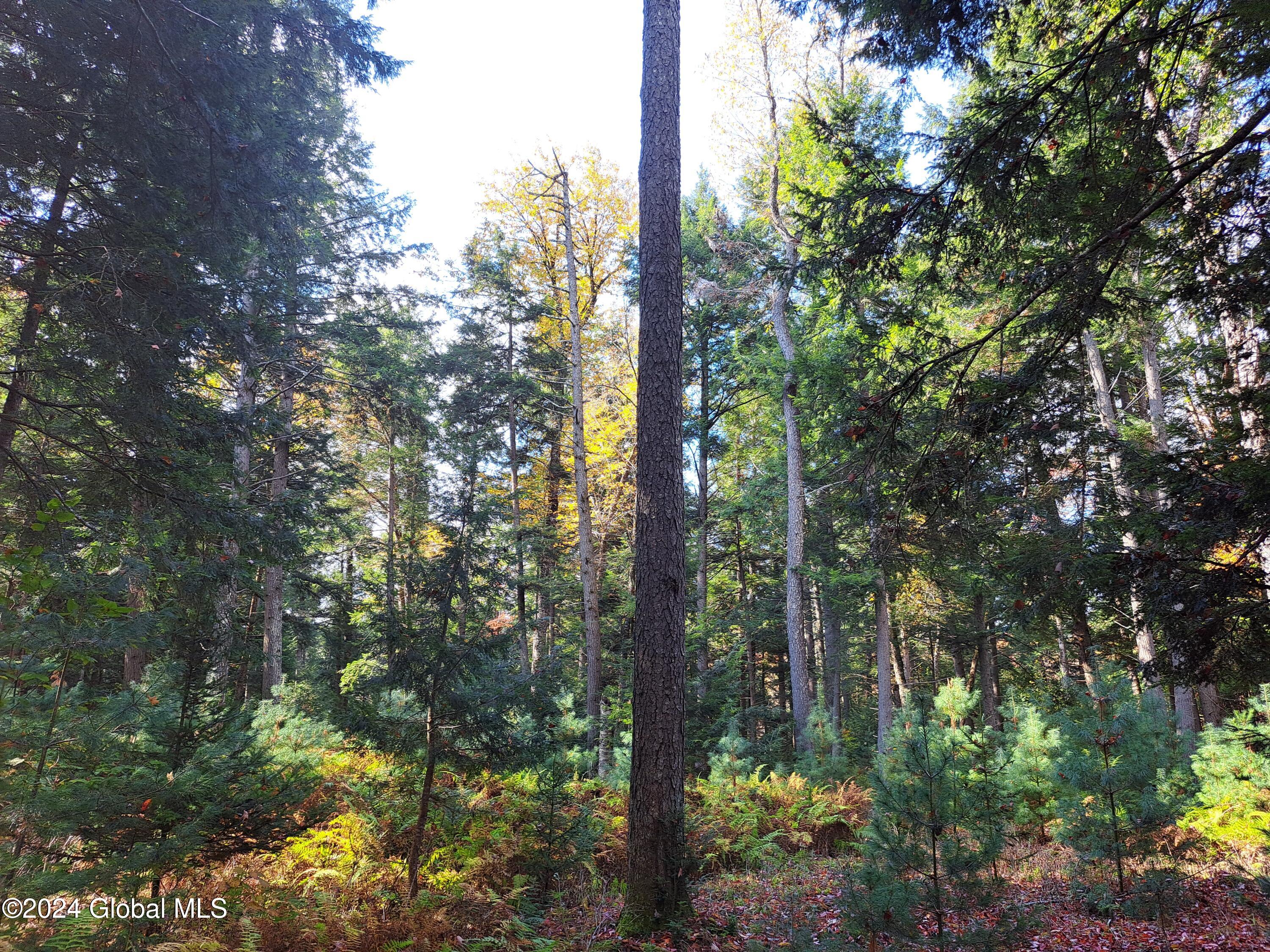 L9 Atateka Road Chestertown, NY 12817 - Photo 61 of 71 62 Lone, Mature Black Cherry