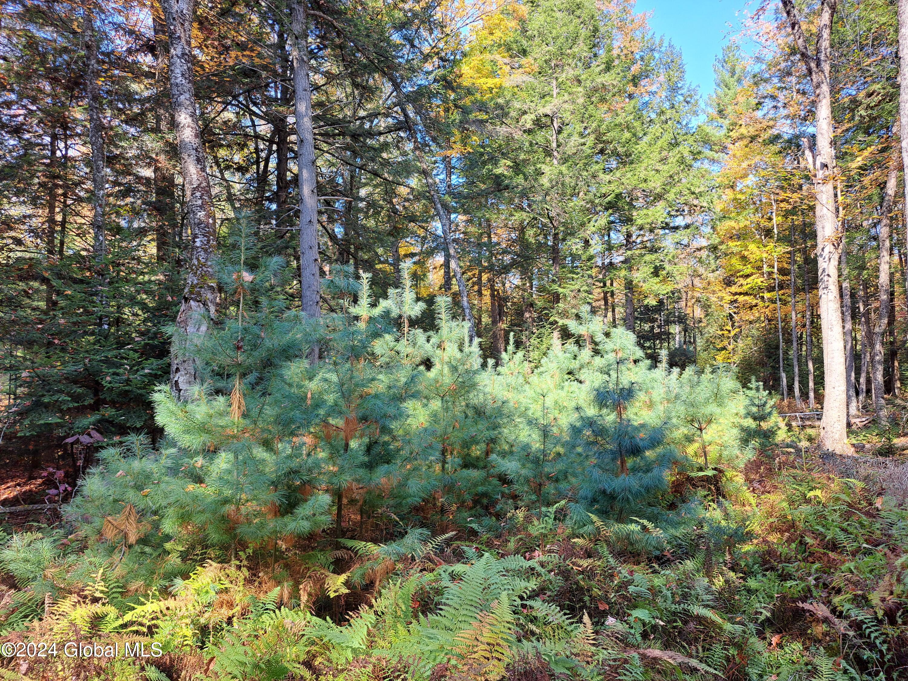 L9 Atateka Road Chestertown, NY 12817 - Photo 62 of 71 63 Abundant Pine Saplings