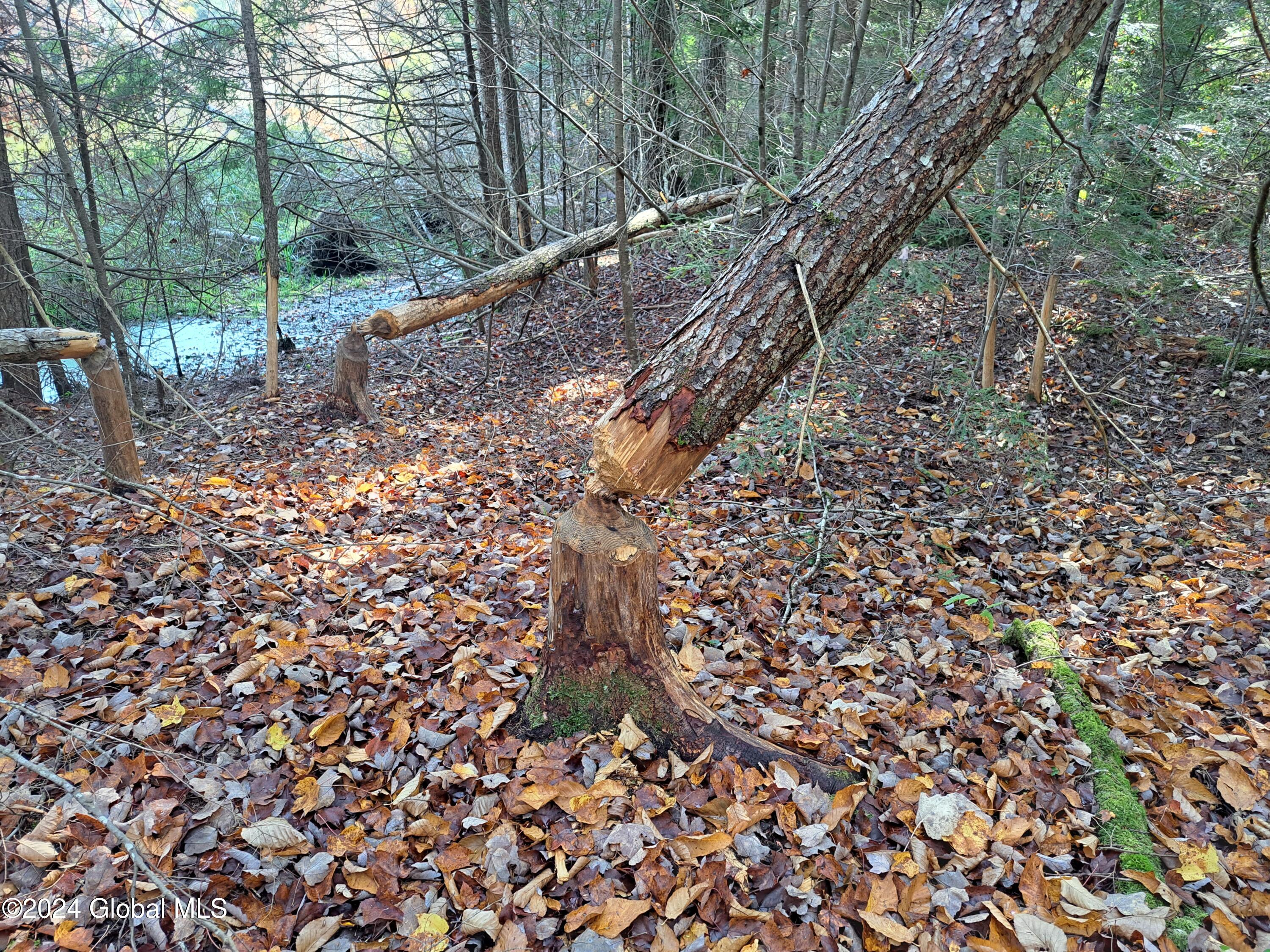 L9 Atateka Road Chestertown, NY 12817 - Photo 68 of 71 69 Beavers