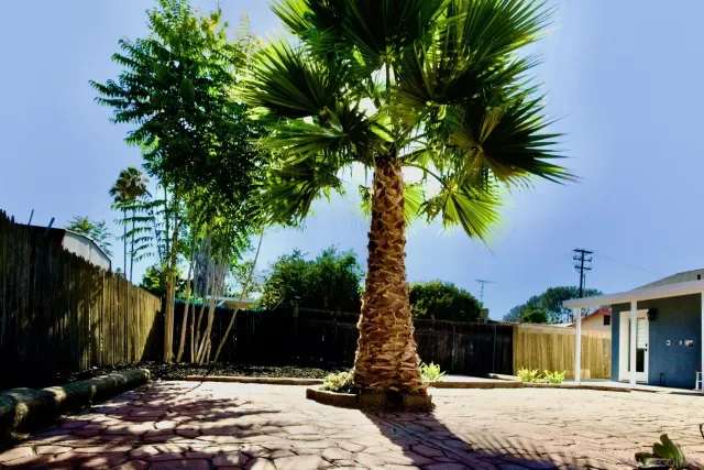 a view of a palm plant that is in front of a house