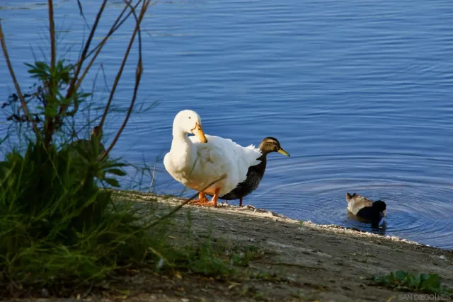 $685,000 | 12525 Julian Avenue, Lakeside, CA 92040