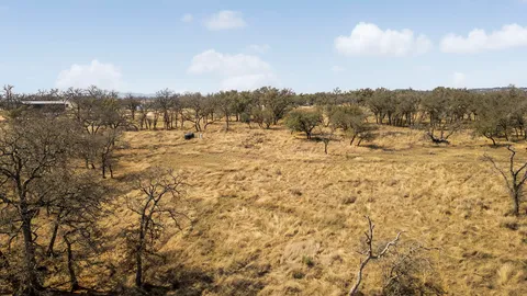 a front view of residential houses with yard and trees