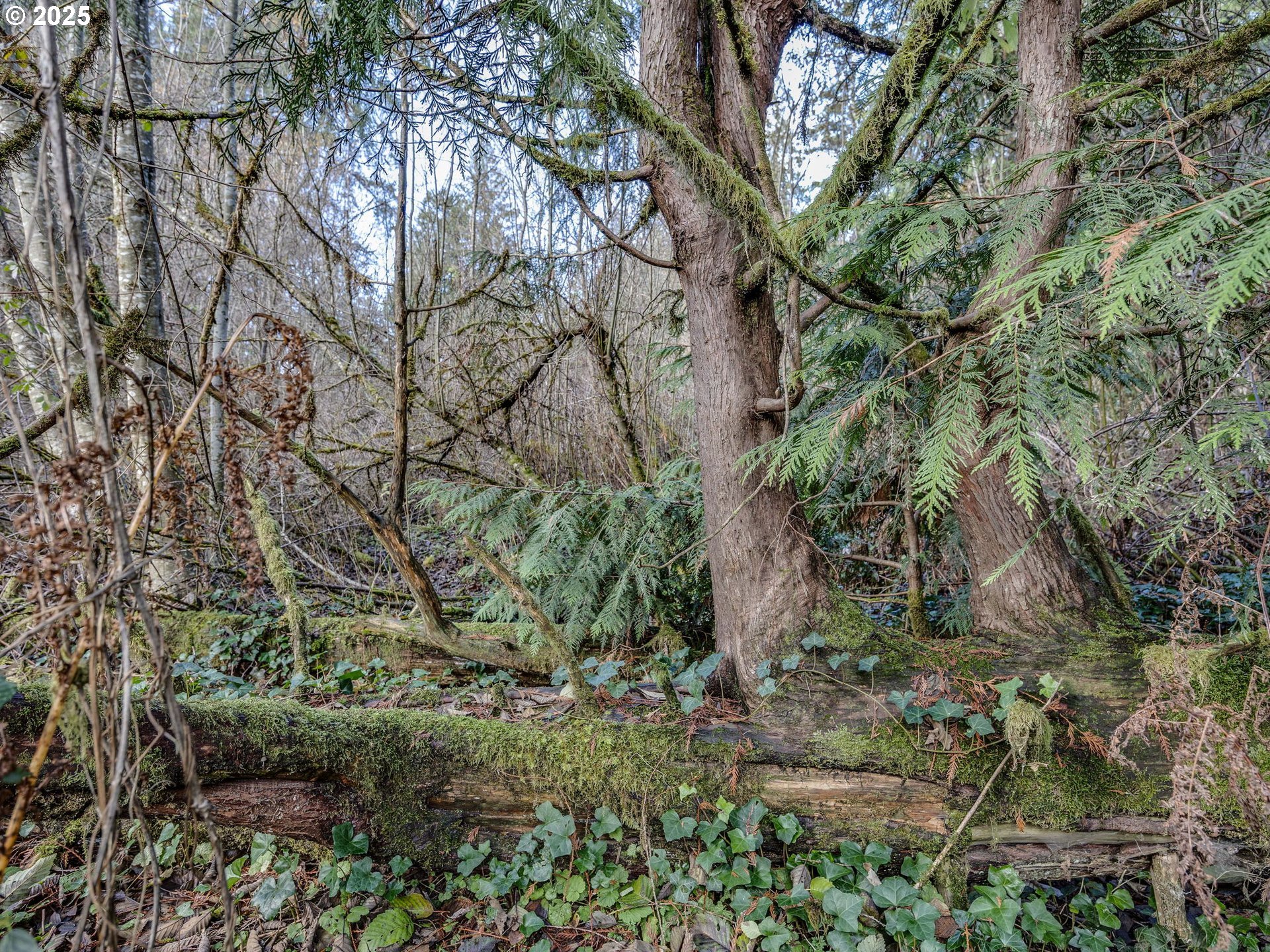 Coalman Road Sandy, OR 97055 - Photo 13 of 23 a backyard of a house with lots of plants and trees
