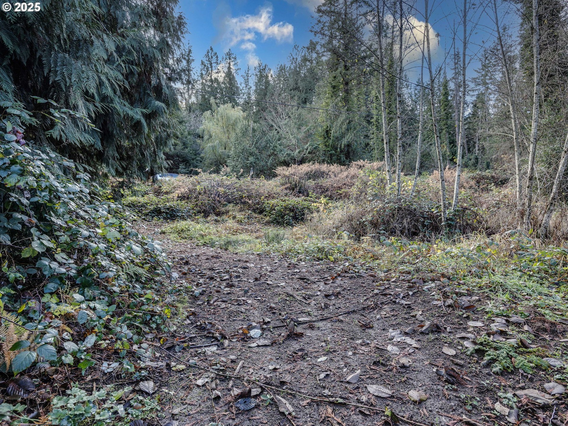 Coalman Road Sandy, OR 97055 - Photo 15 of 23 a view of a forest that has a tree