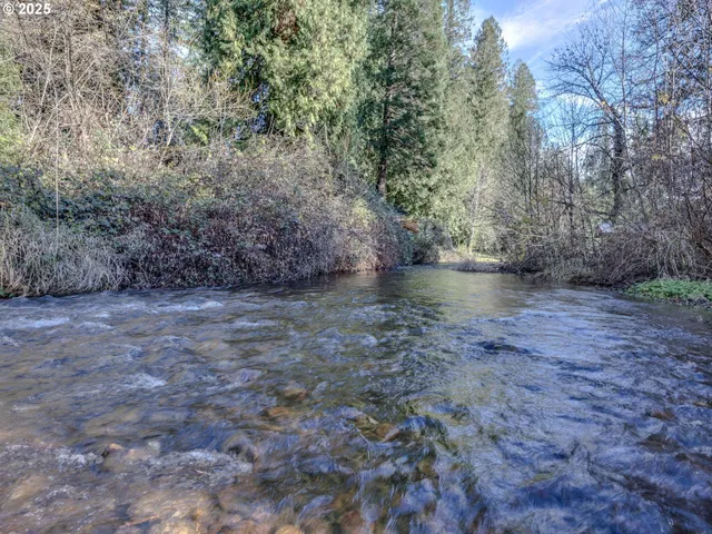 a view of a yard with plants and large trees