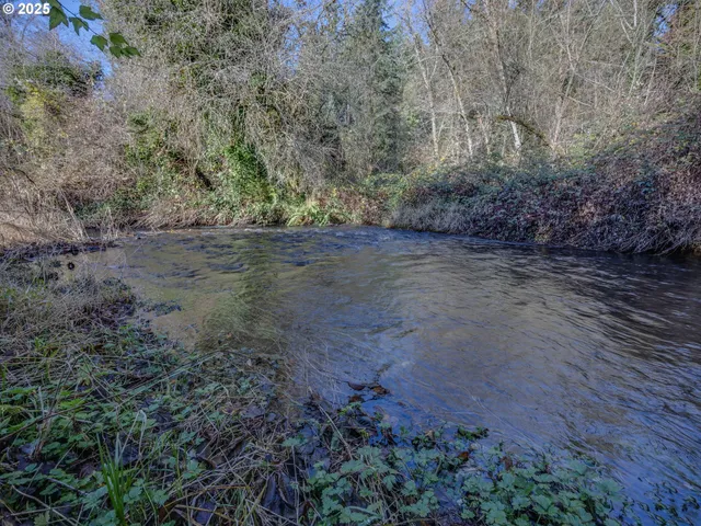 a view of a forest with trees in the background