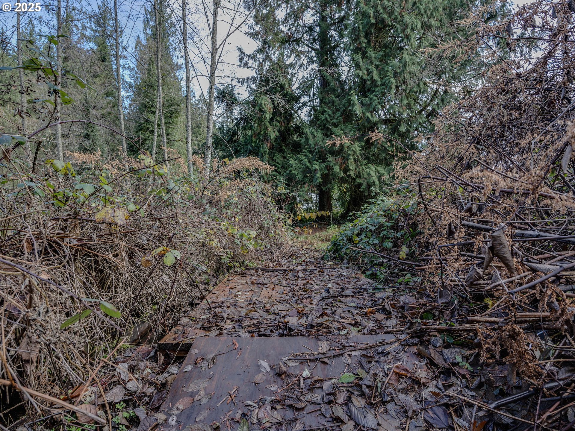 Coalman Road Sandy, OR 97055 - Photo 10 of 23 a view of a forest with trees in the background