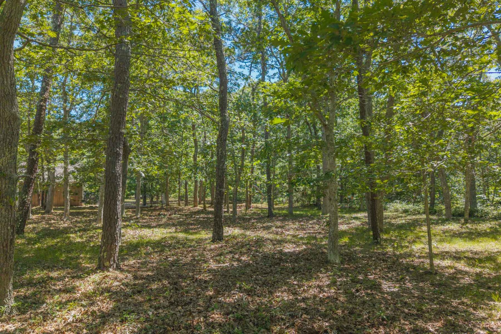 4 Wilsons Lane Edgartown, MA 02539 - Photo 14 of 17 a view of outdoor space with trees