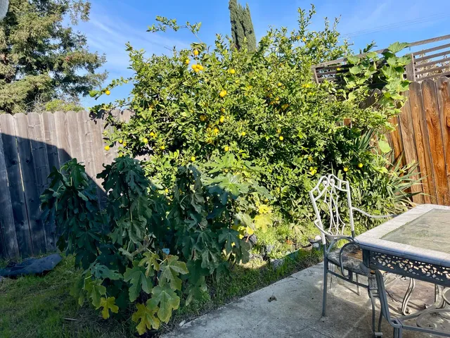 a view of a backyard with plants