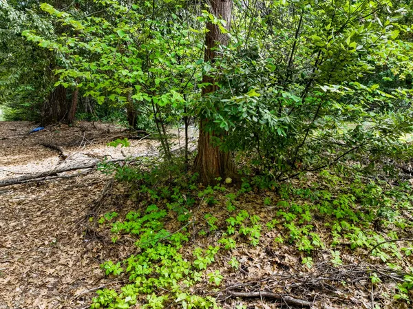 $159,000 | 16600 Holiday Way, Nevada City, CA 95959