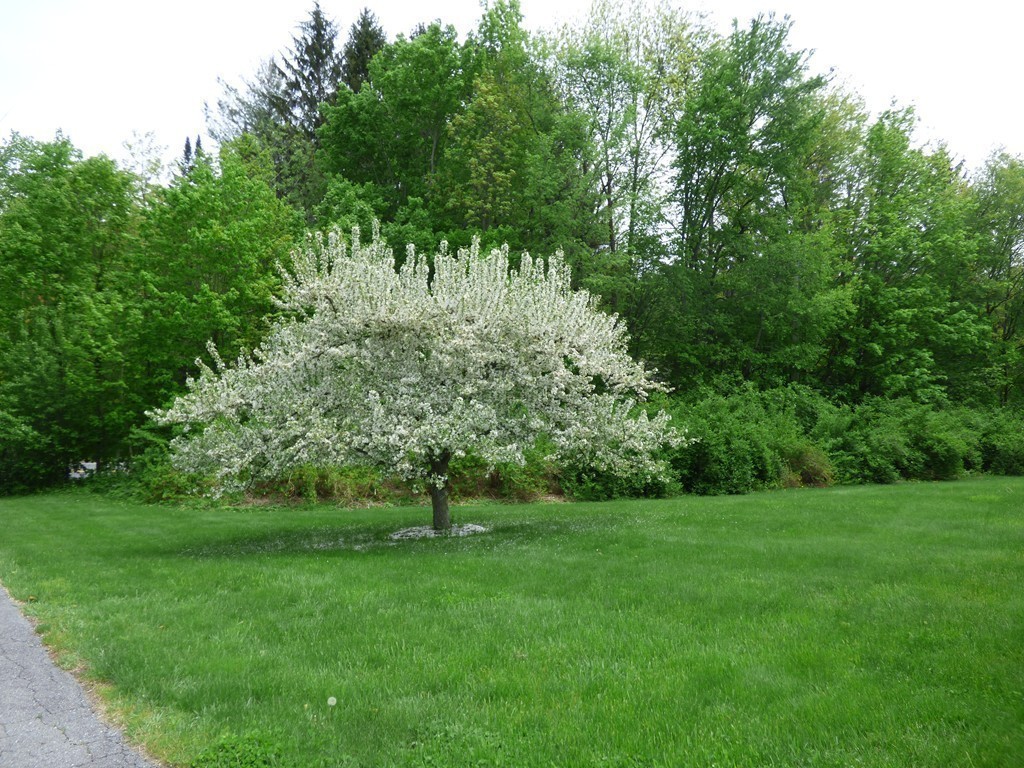 336 Still River Road Harvard, MA 01451 - Photo 24 of 30