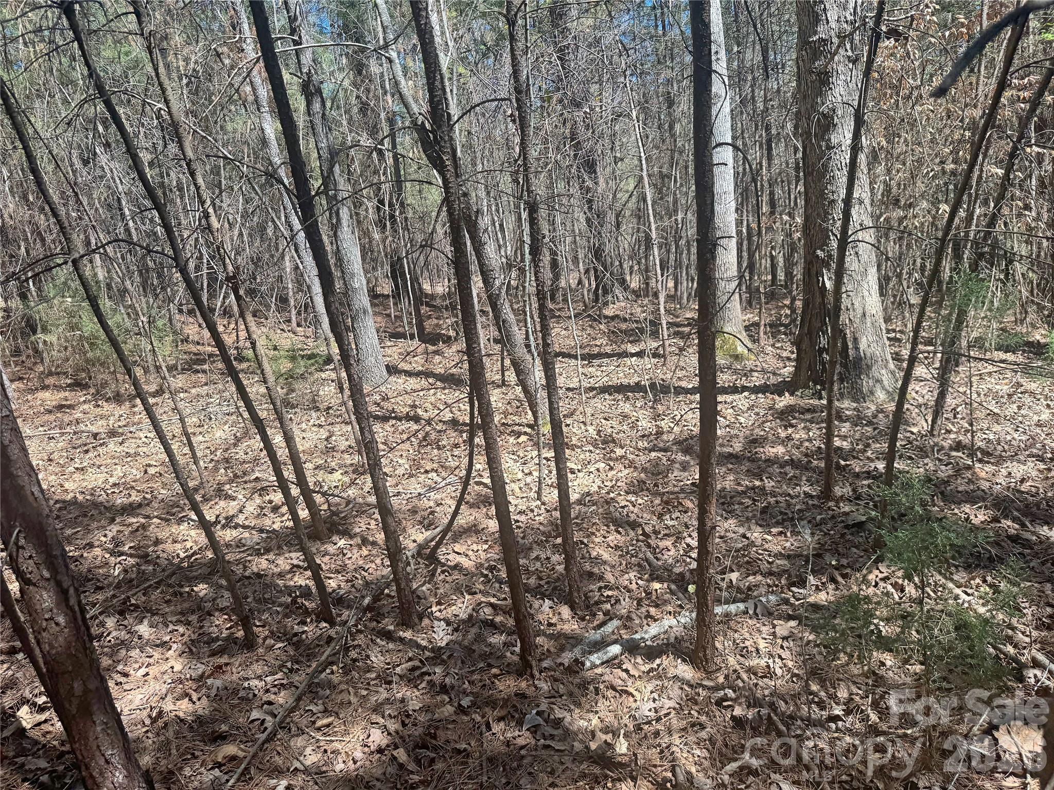 0 Puzzle Creek Road Bostic, NC 28018 - Photo 4 of 4 a view of covered with green space