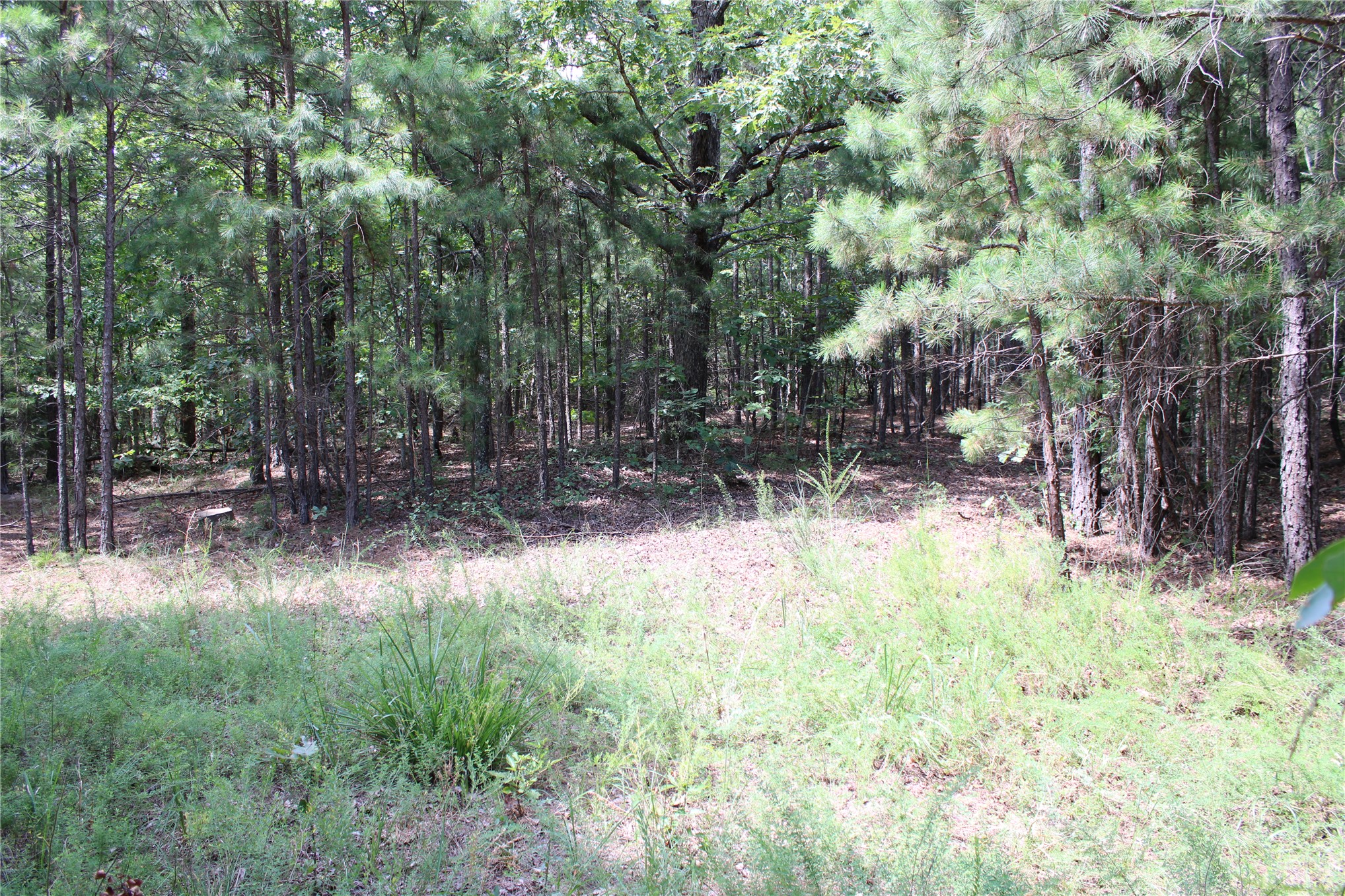 Wooded parcel featuring a variety of mature trees and natural ground cover