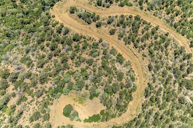 a view of a yard with plants and large trees