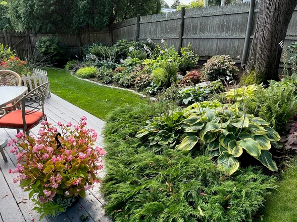 a view of a garden with plants