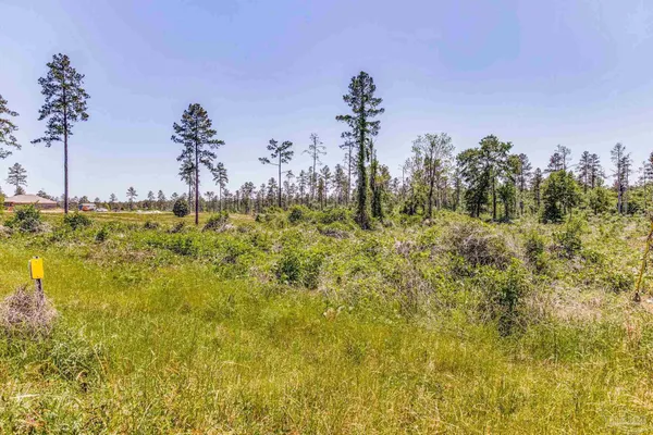 a view of a large trees with a yard