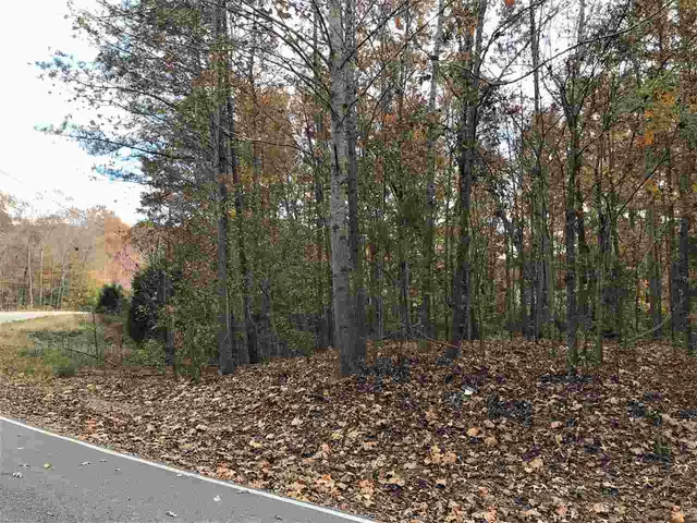 a view of a forest filled with trees