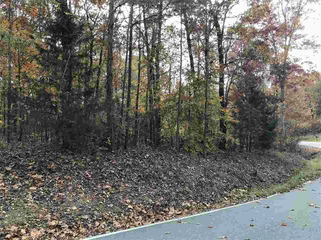 a view of a forest with trees in the background