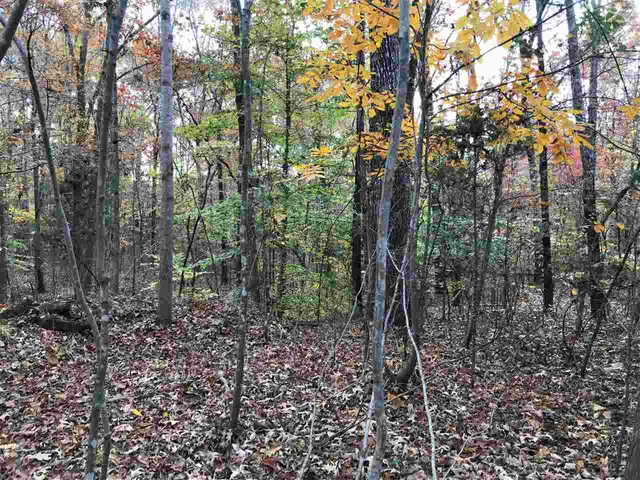 a view of a forest with lots of trees