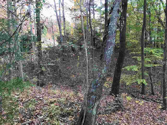 a view of a forest filled with trees