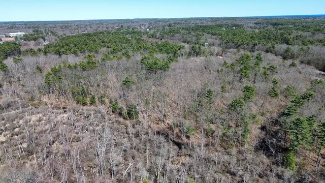 a view of a forest with trees in the background