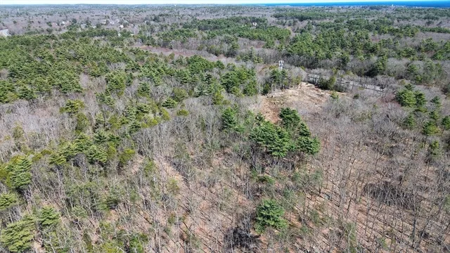 view of a forest with lots of trees