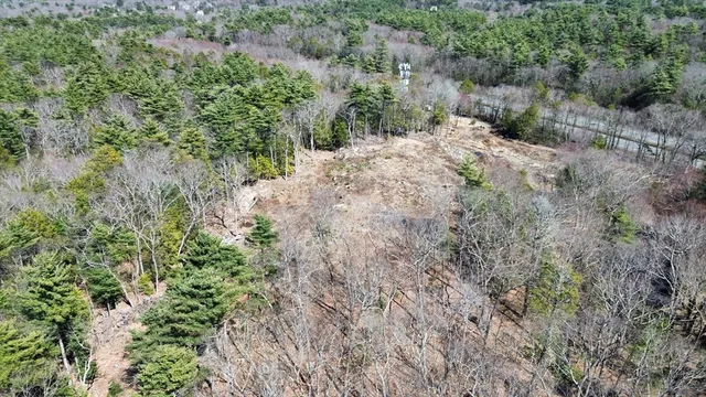 a view of a forest with trees in all around