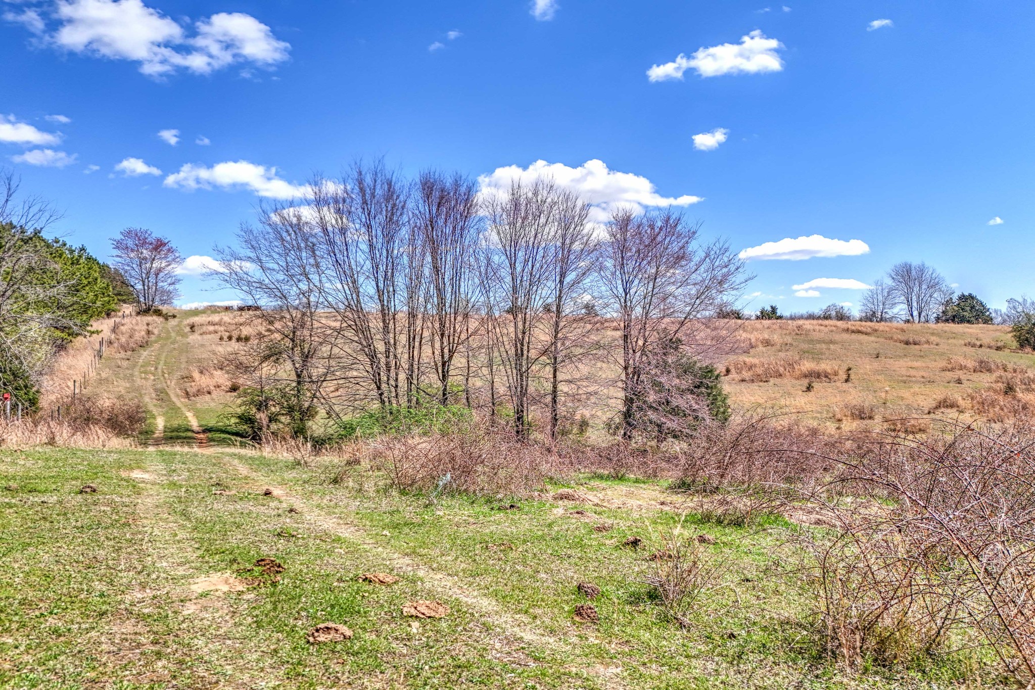 0 Bradford Road Primm Springs, TN 38476 - Photo 2 of 28 a view of a yard with large trees