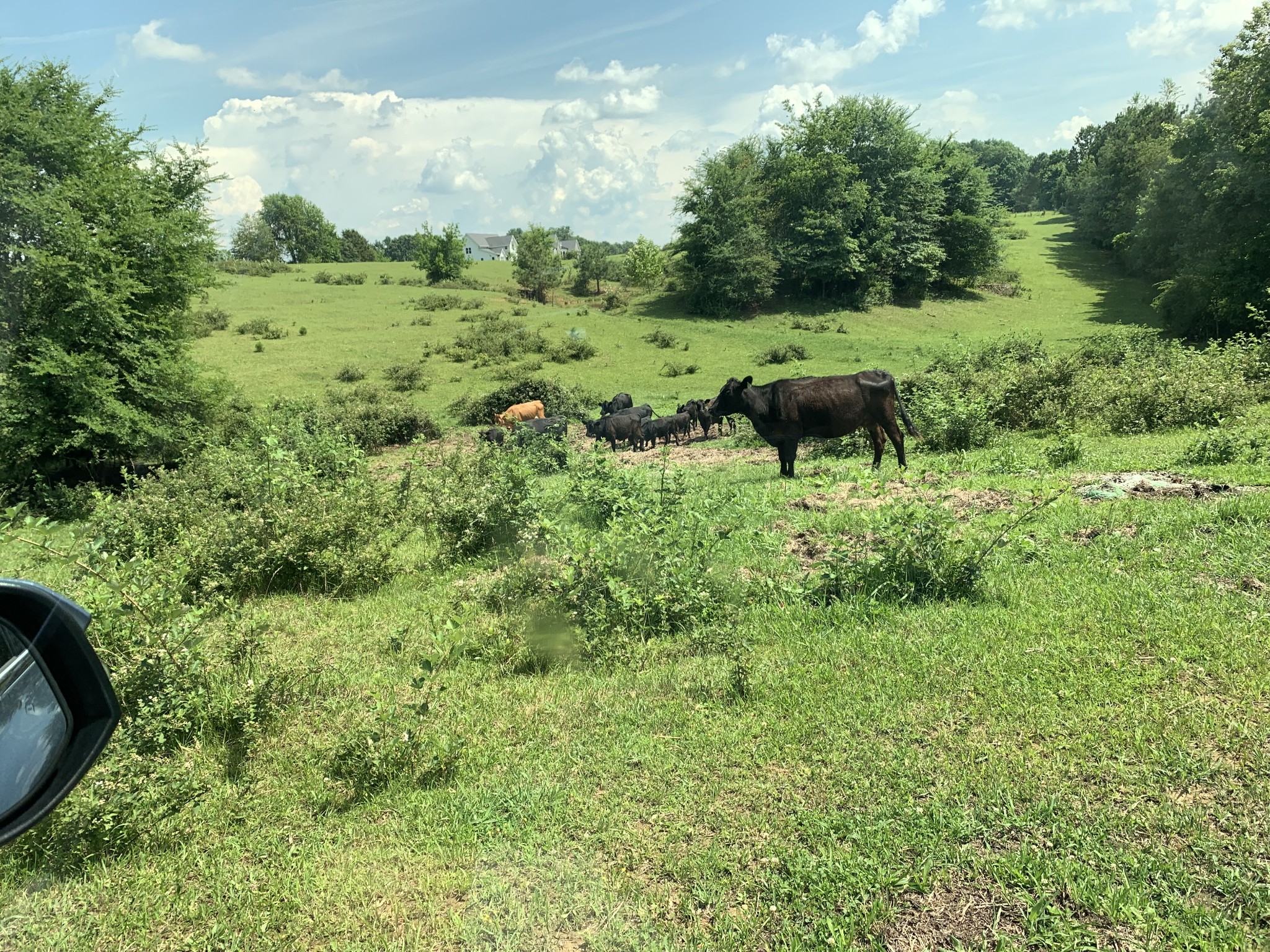 0 Bradford Road Primm Springs, TN 38476 - Photo 22 of 28 a view of a garden with large trees