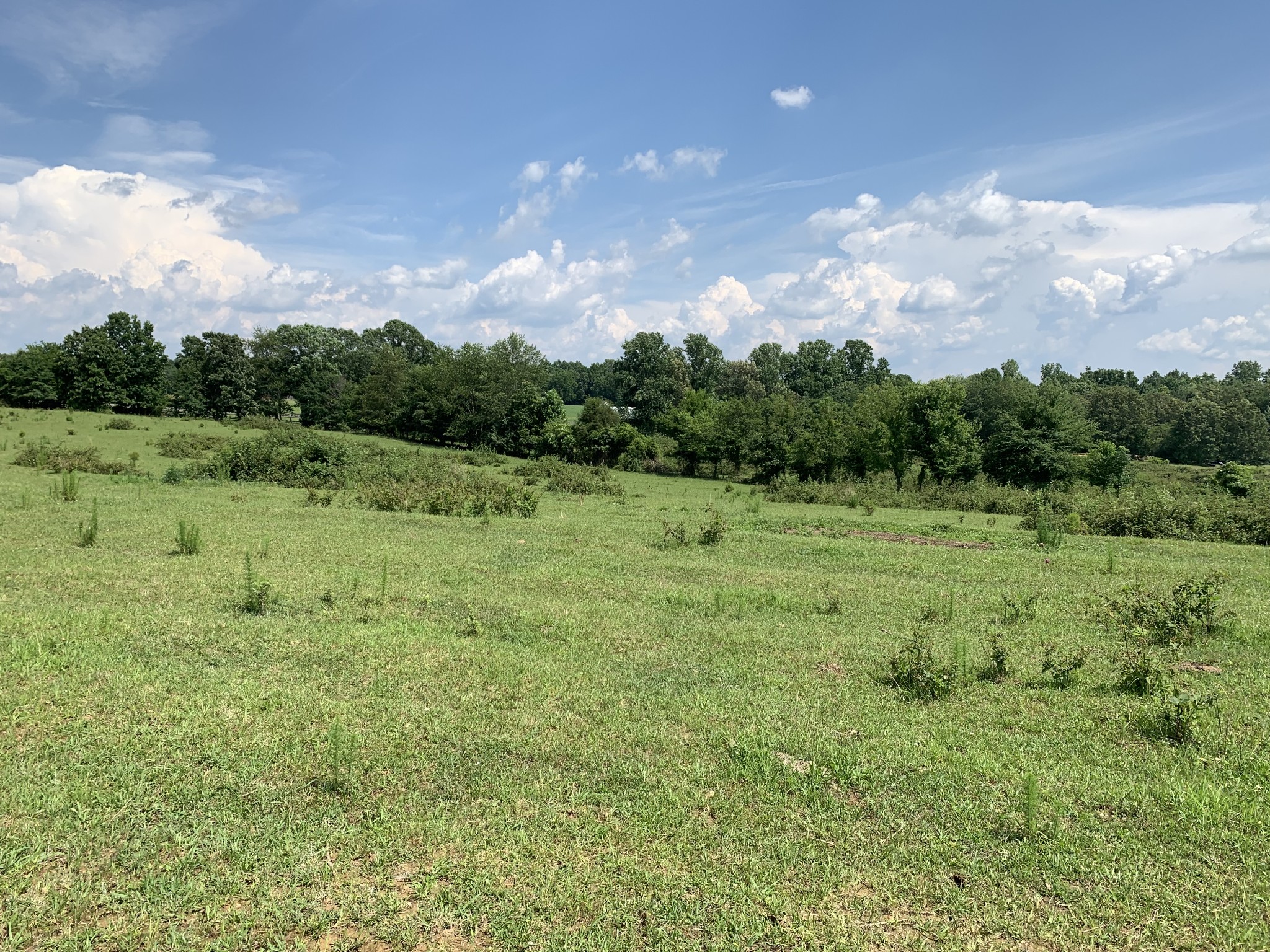 0 Bradford Road Primm Springs, TN 38476 - Photo 23 of 28 a view of field with green space