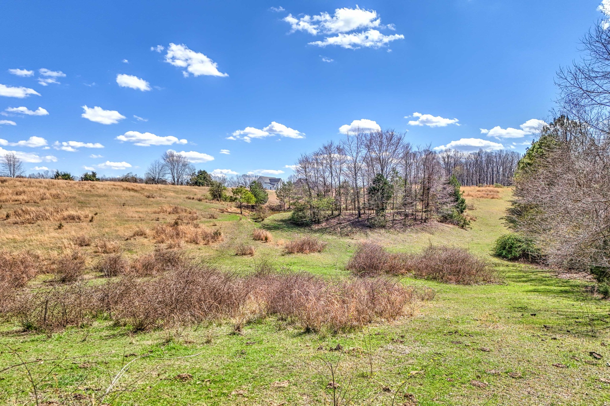 0 Bradford Road Primm Springs, TN 38476 - Photo 7 of 28 a view of a yard with an tree