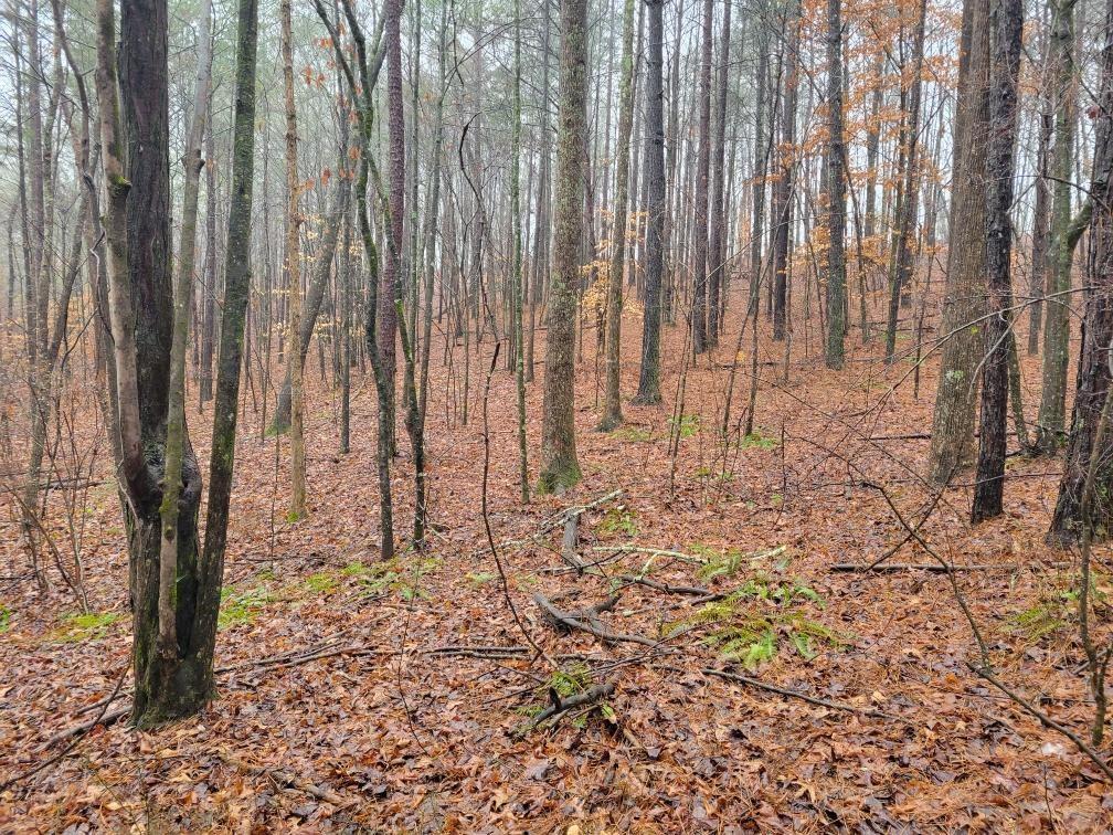 0 Carters Lake Ellijay, GA 30540 - Photo 3 of 4