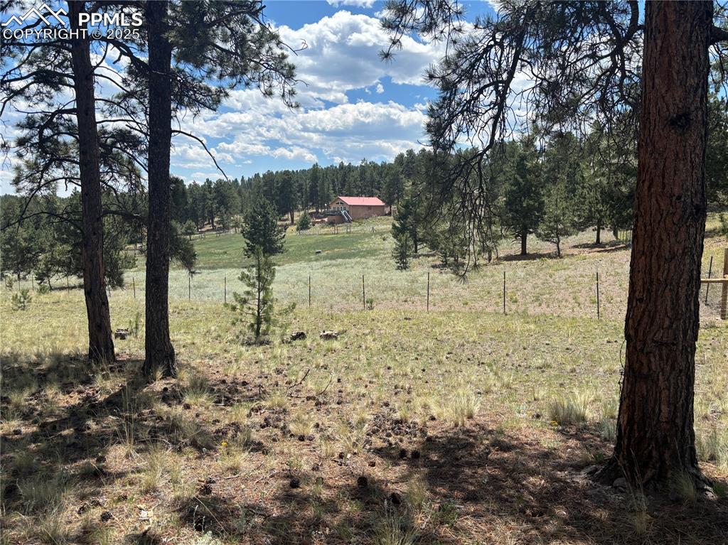 201 Terry Lane Guffey, CO 80820 - Photo 24 of 25 a view of a yard with large trees