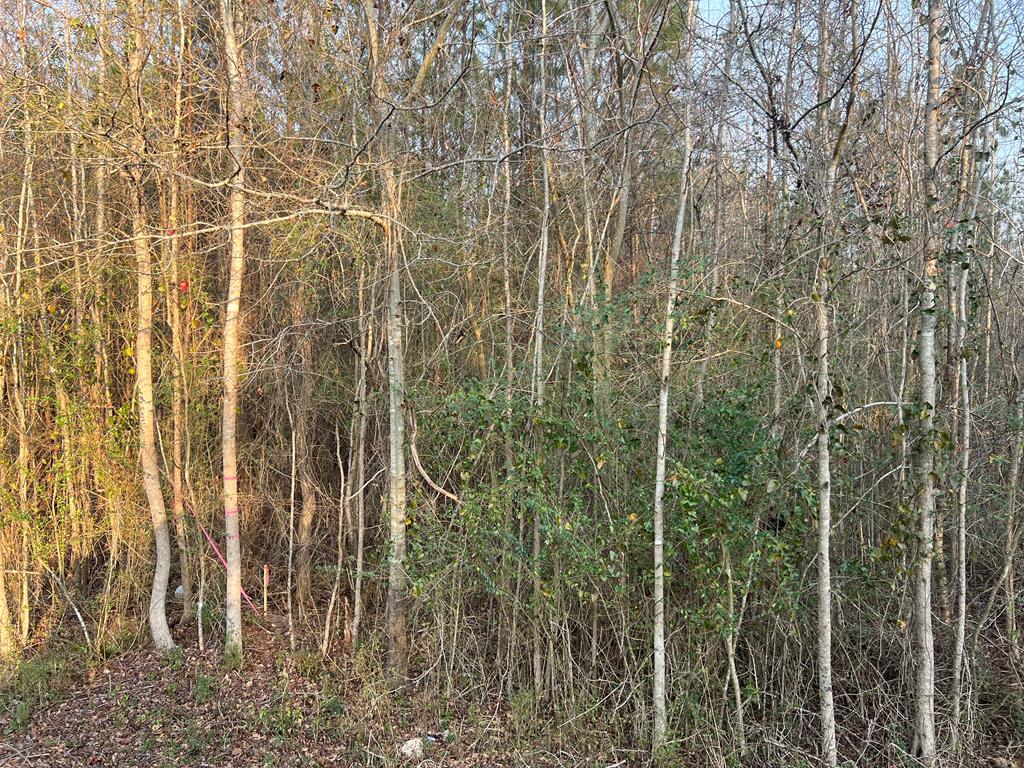 Lot 2 Mann Road Shiloh, GA 31826 - Photo 1 of 2 Main View