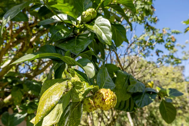 $199,900 | 13-3443 Maile Street, Pahoa, HI 96778