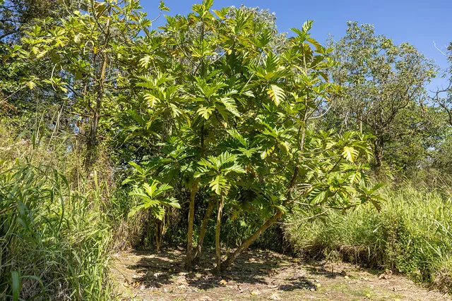 $199,900 | 13-3443 Maile Street, Pahoa, HI 96778