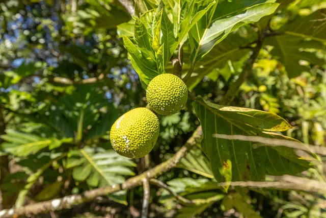 $199,900 | 13-3443 Maile Street, Pahoa, HI 96778