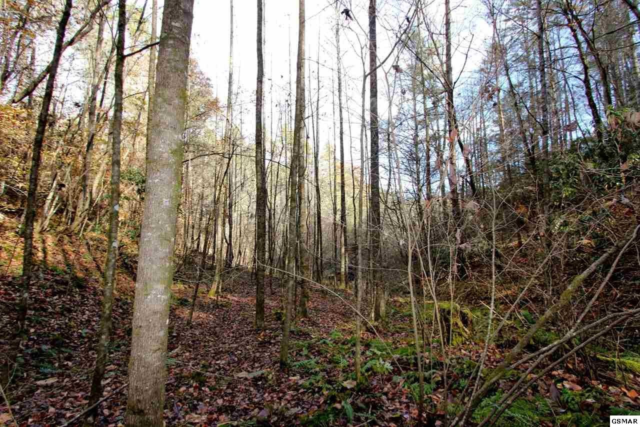 2737 Laurel Forks Road Del Rio, TN 37727 - Photo 18 of 25 Gallery Image 18